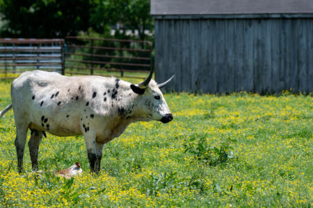 Heritage Livestock Breeds: Why They’re Important Image